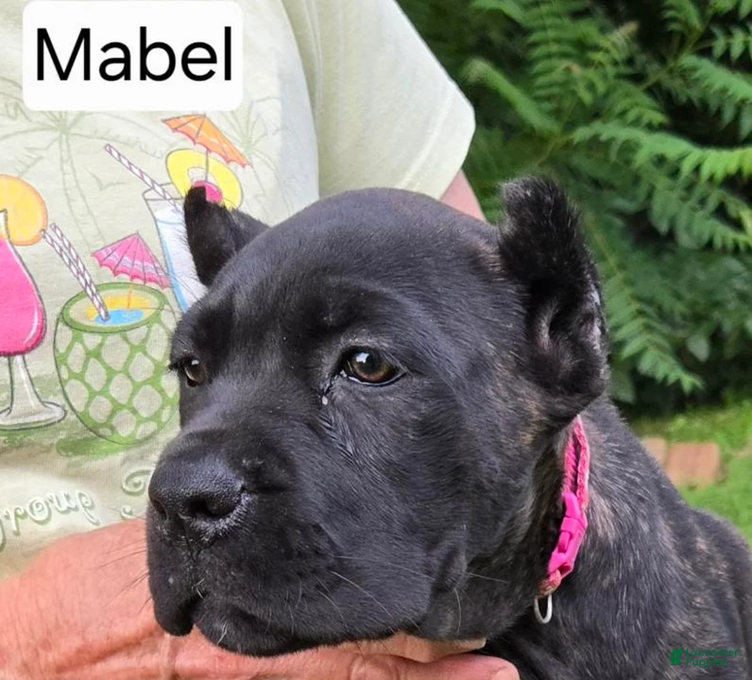 Cane Corso dogs for sale: Mabel - Ad 6
