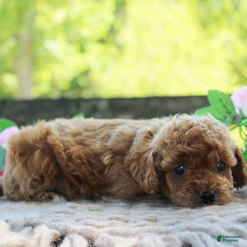 Cavapoo dogs Dixie - Ad 2