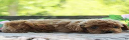 Cavapoo dogs for sale: Dixie - Ad 2