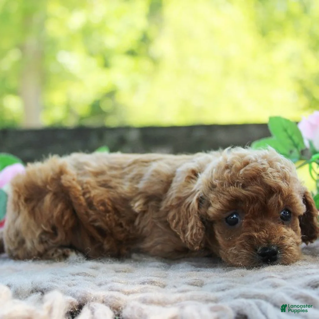 Cavapoo dogs for sale: Dixie - Ad 2