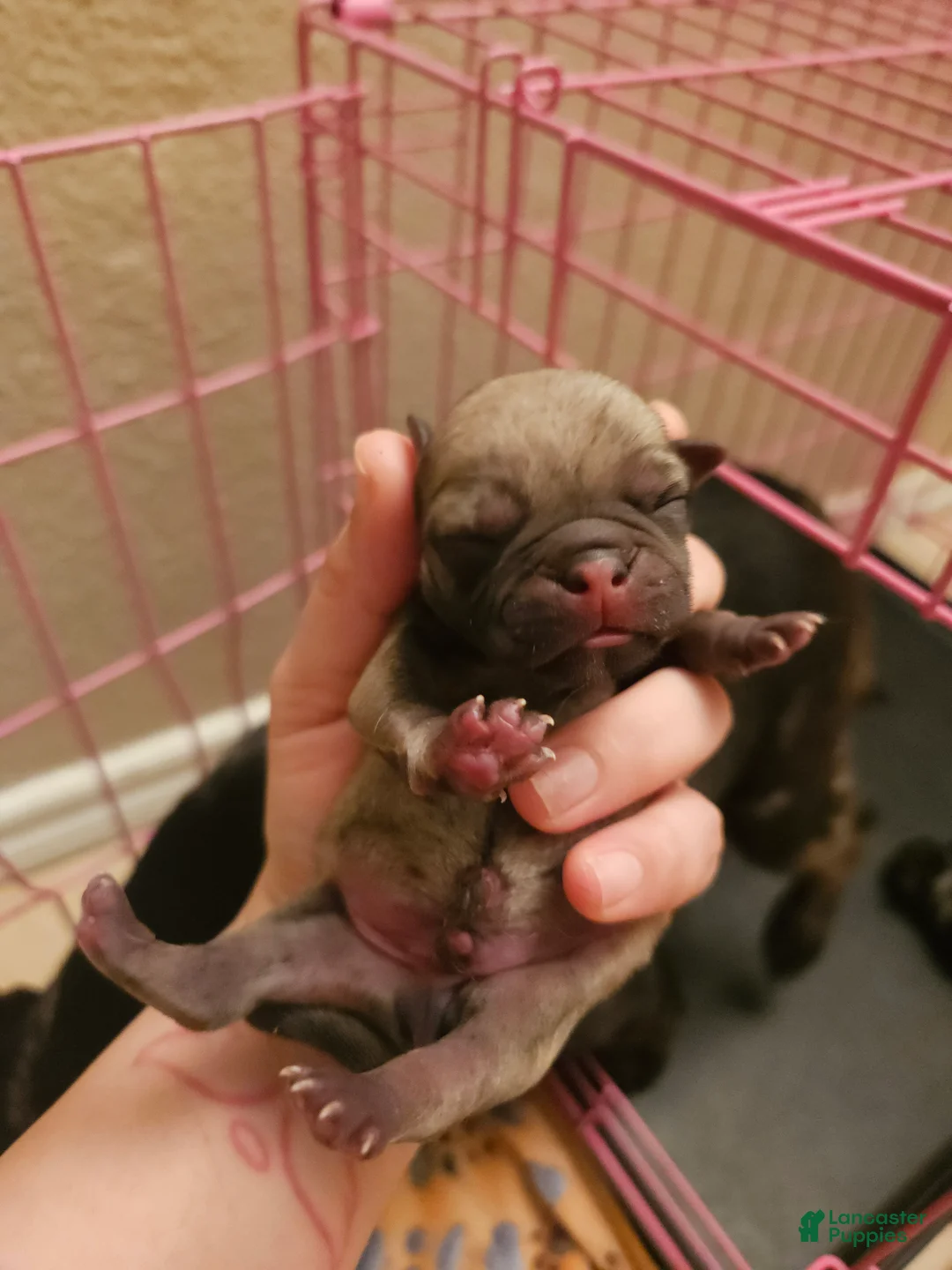 Pug dogs for sale: Pug Puppy 3 - Ad 2