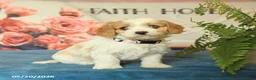 Cavapoo dogs for sale: Mandy - Ad 1