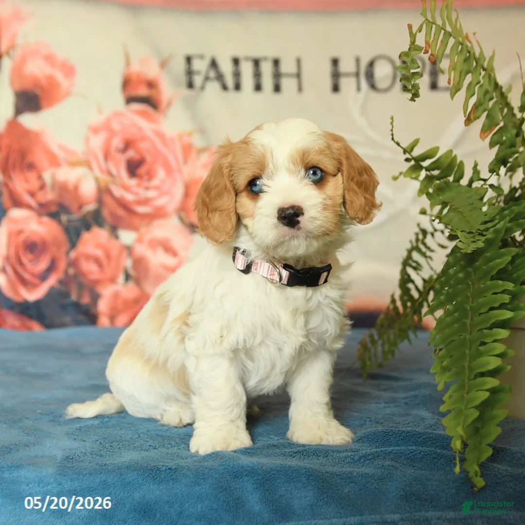 Cavapoo dogs for sale: Mandy - Ad 1