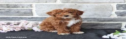 Miniature Poodle dogs for sale: Sanford - Ad 3