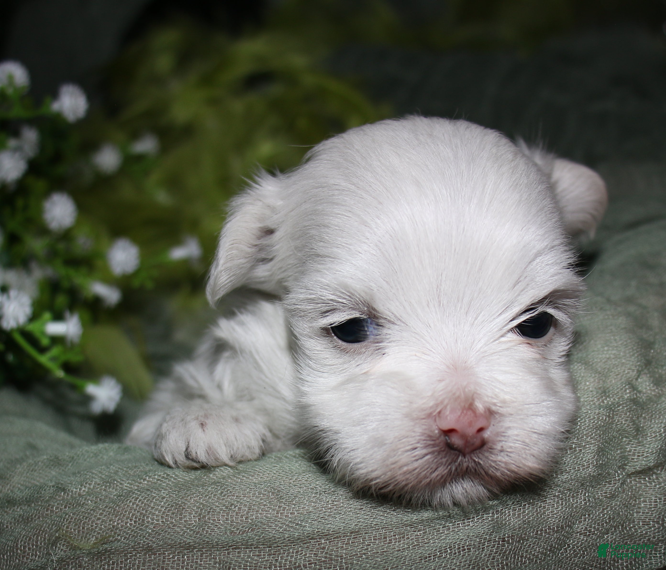 Maltese dogs for sale: Chester - Ad 6