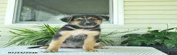 Mixed Breed dogs for sale: Rocky  - Ad 4