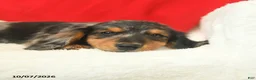 Dachshund dogs for sale: Marvin - Ad 4