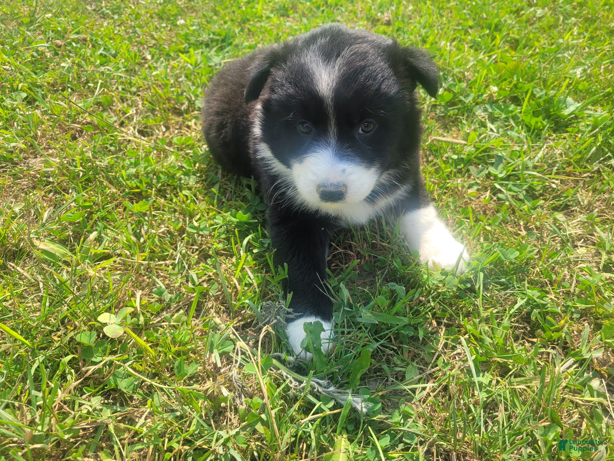 Mixed Breed dogs Daisy - Ad 2