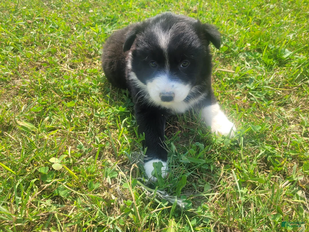 Mixed Breed dogs for sale: Daisy - Ad 2