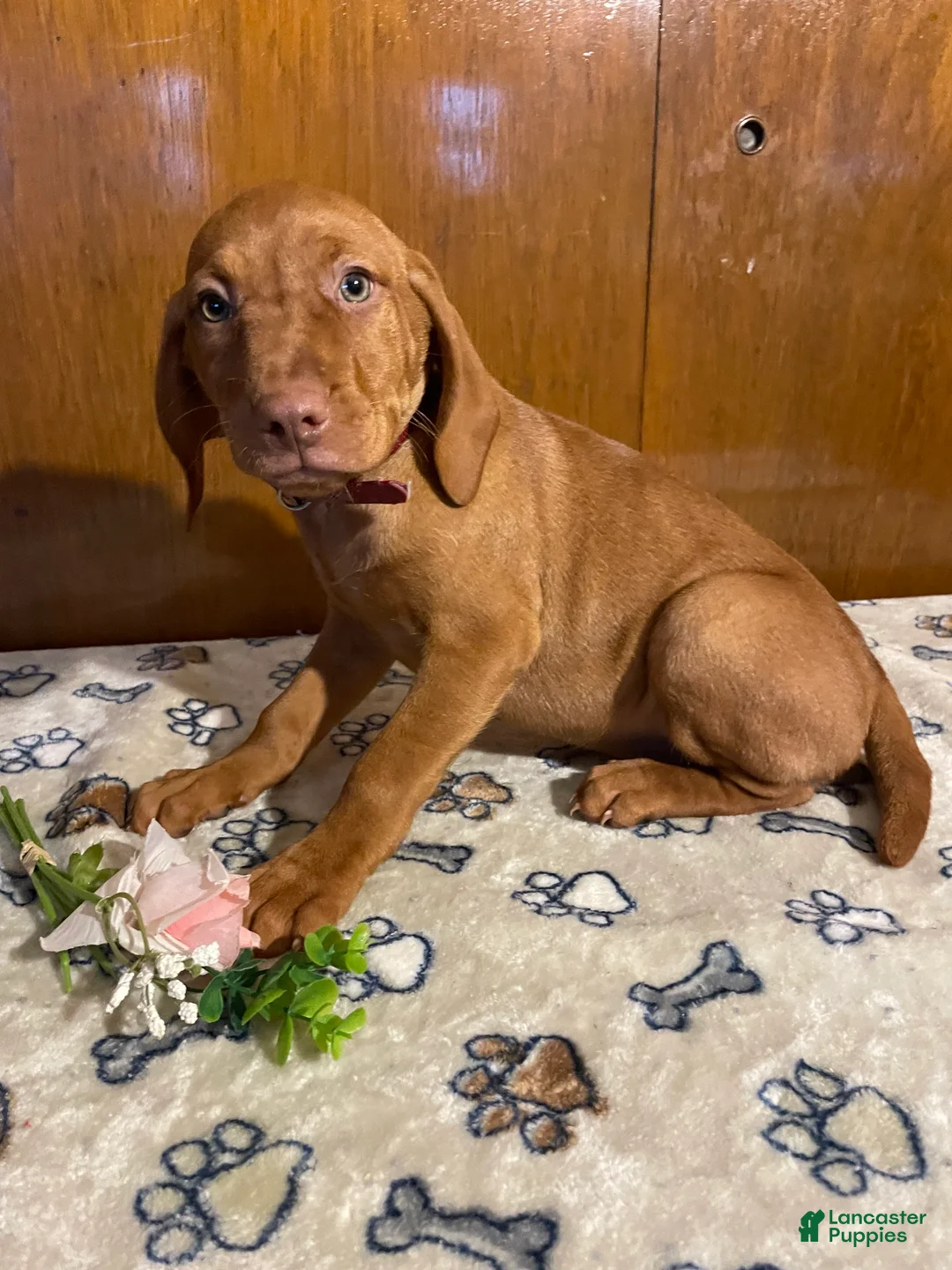 Vizsla dogs for sale: Zelda - Ad 2