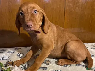 Vizsla dogs Zelda - Ad 10