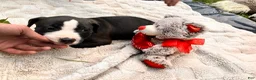 American Pit Bull Terrier dogs for sale: American Pit Bull Terrier 2 - Ad 3