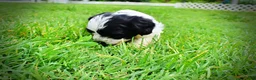 Havapoo dogs for sale: Shadow - Ad 11