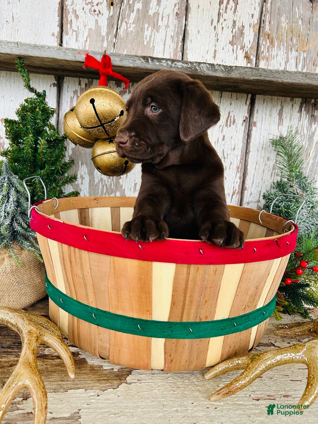 Labrador Retriever dogs for sale: Hope  - Ad 2