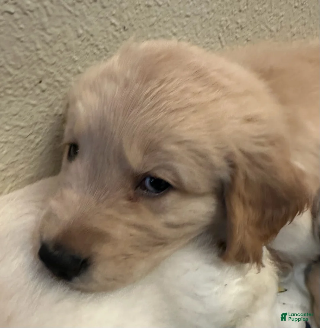 Golden Retriever dogs for sale: Boy 2 - Ad 1