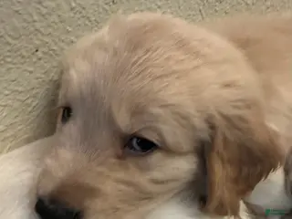 Golden Retriever dogs Boy 2 - Ad 3
