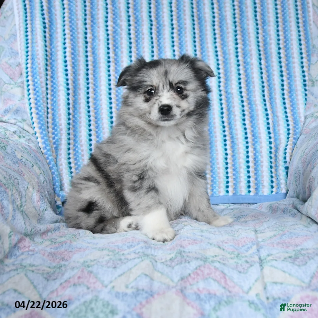 Pomsky dogs for sale: Crystal - Ad 1