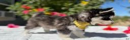 Pomsky dogs for sale: Moon - Ad 4