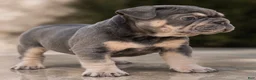 French Bulldog dogs for sale: Casanova - Ad 3