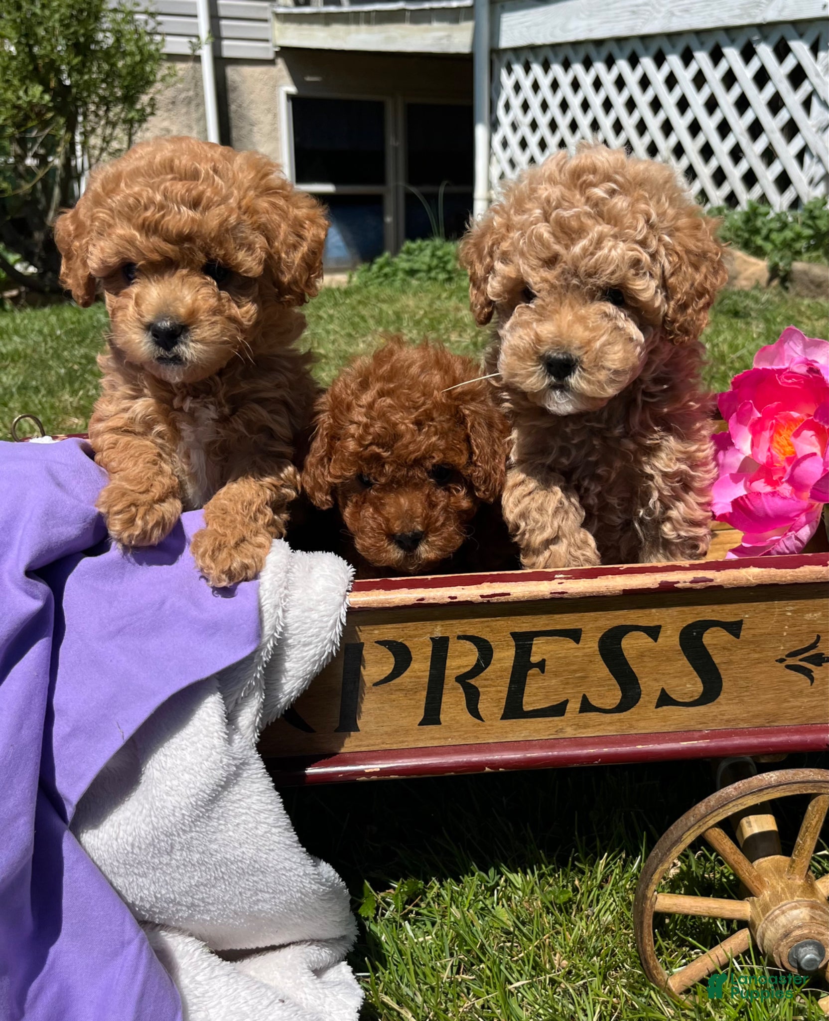 Toy Poodle dogs Honey 🐾❤️AKC 🐾House & Crate Trained❤️610-806-6386 - Ad 32
