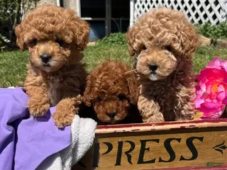 Toy Poodle dogs Honey 🐾❤️AKC 🐾House & Crate Trained❤️610-806-6386 - Ad 32
