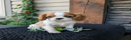 Cavalier King Charles Spaniel dogs for sale: Murphy  - Ad 2
