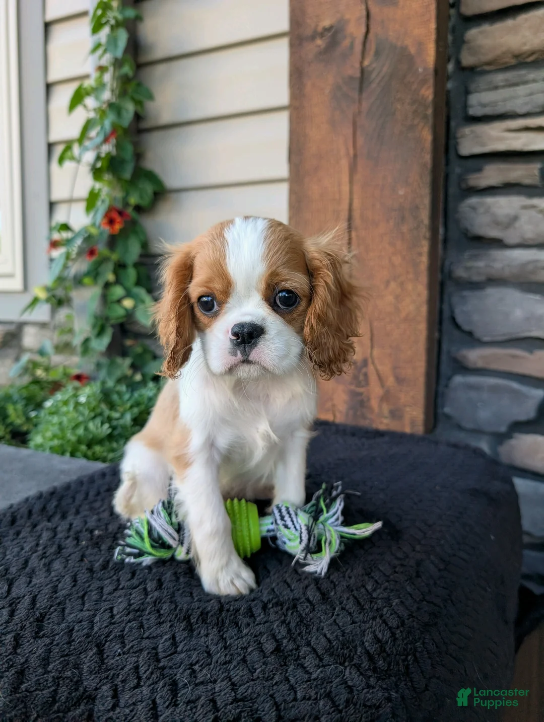 Cavalier King Charles Spaniel dogs for sale: Murphy  - Ad 2