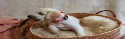 Golden Retriever dogs for sale: Poppyseed  - Ad 3