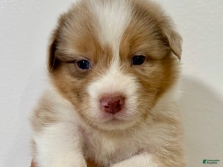 Australian Shepherd dogs - Ad 16