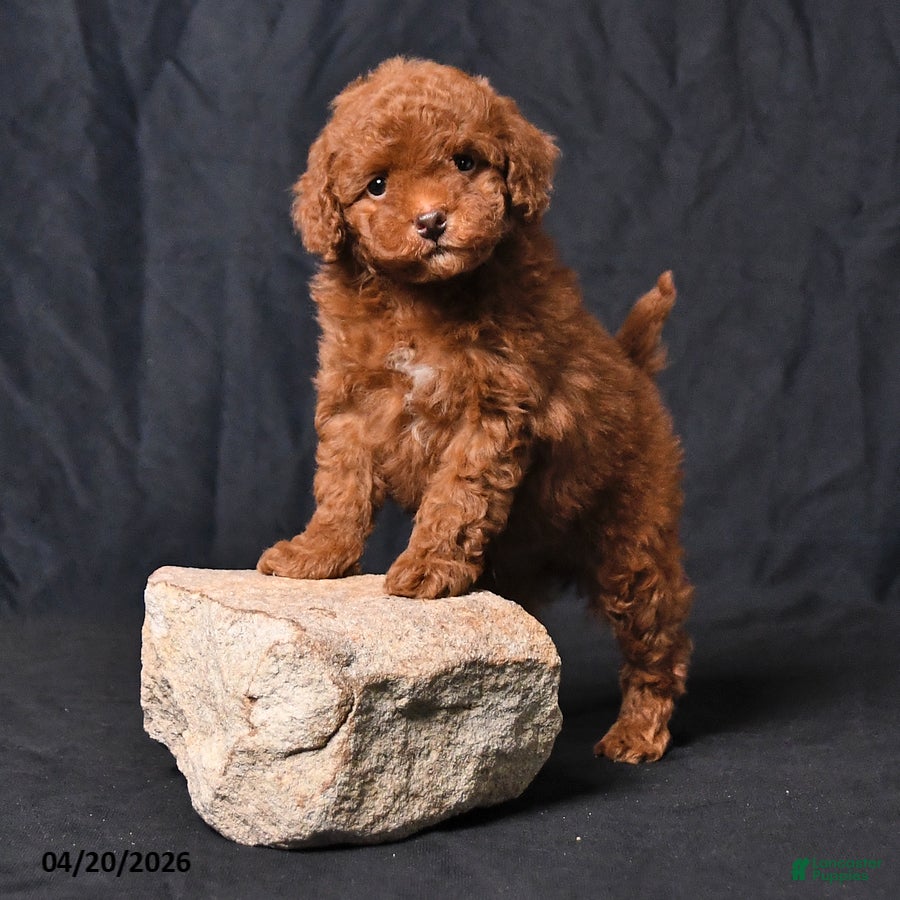 Toy Poodle dogs Zorro - Ad 1