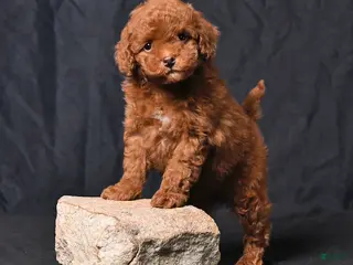 Toy Poodle dogs for sale: Zorro - Ad 1