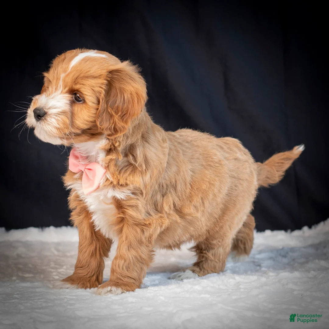 Mini Goldendoodle dogs for sale: Bella - Ad 6