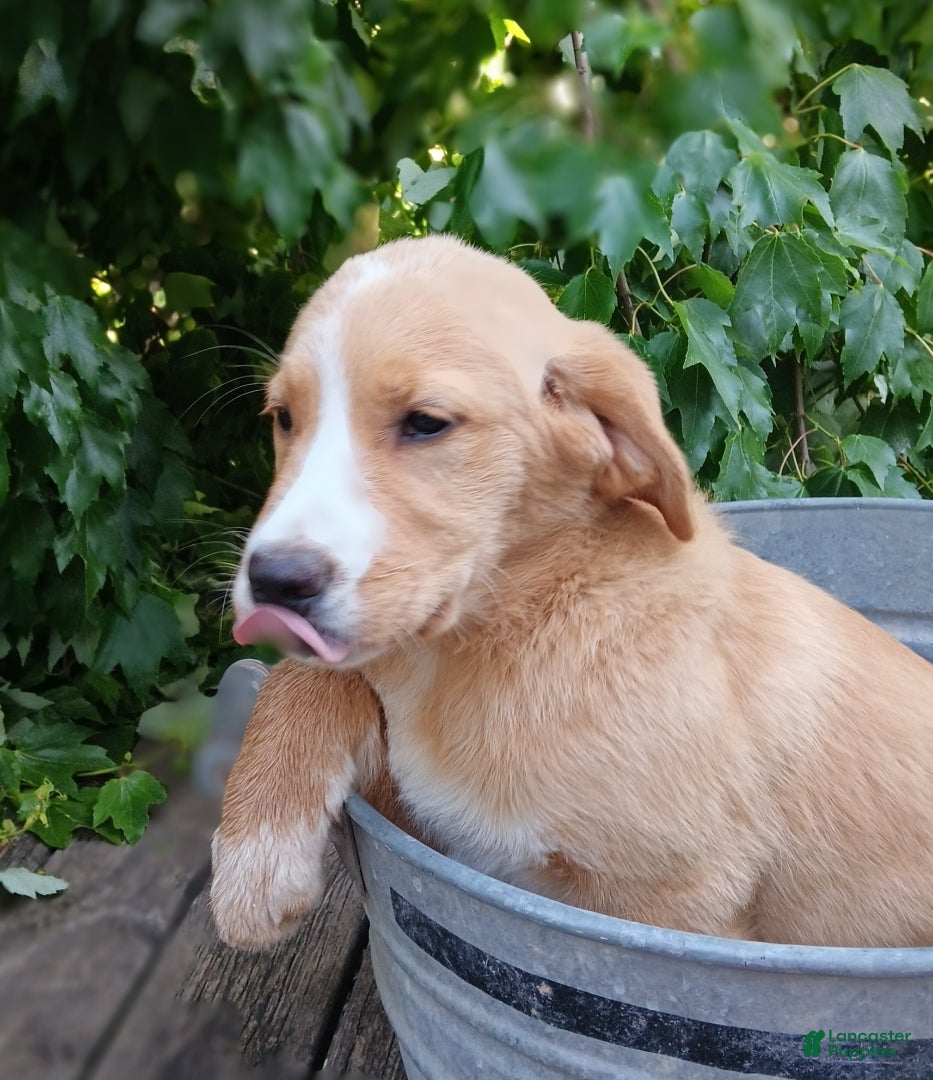 Mixed Breed dogs Daffy - Ad 1