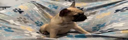 Frug dogs for sale: Hazel - Ad 3