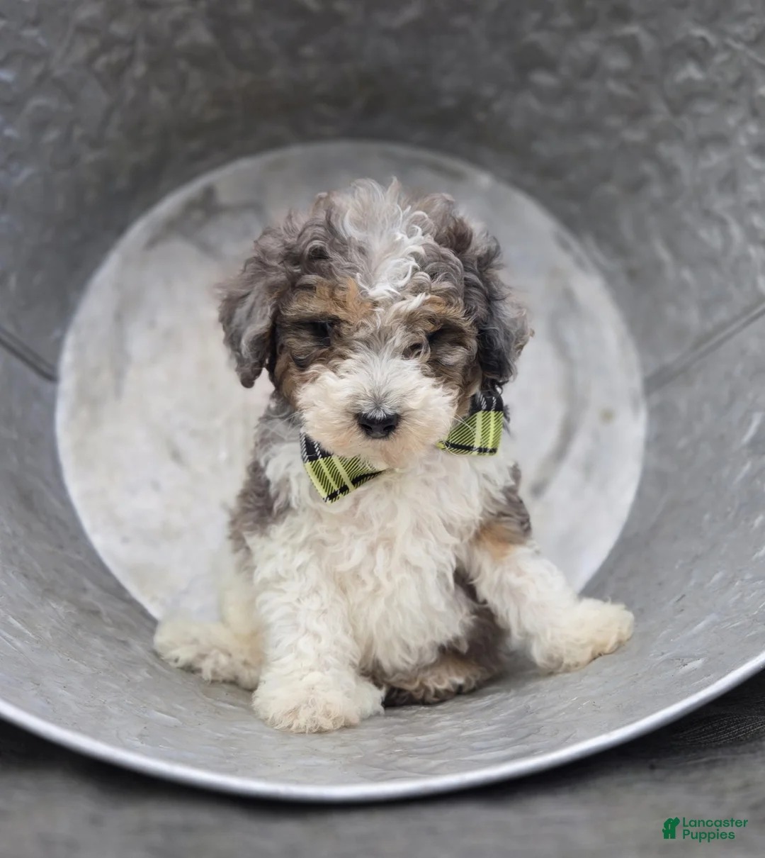 Mini Sheepadoodle dogs for sale: Tommy - Ad 4