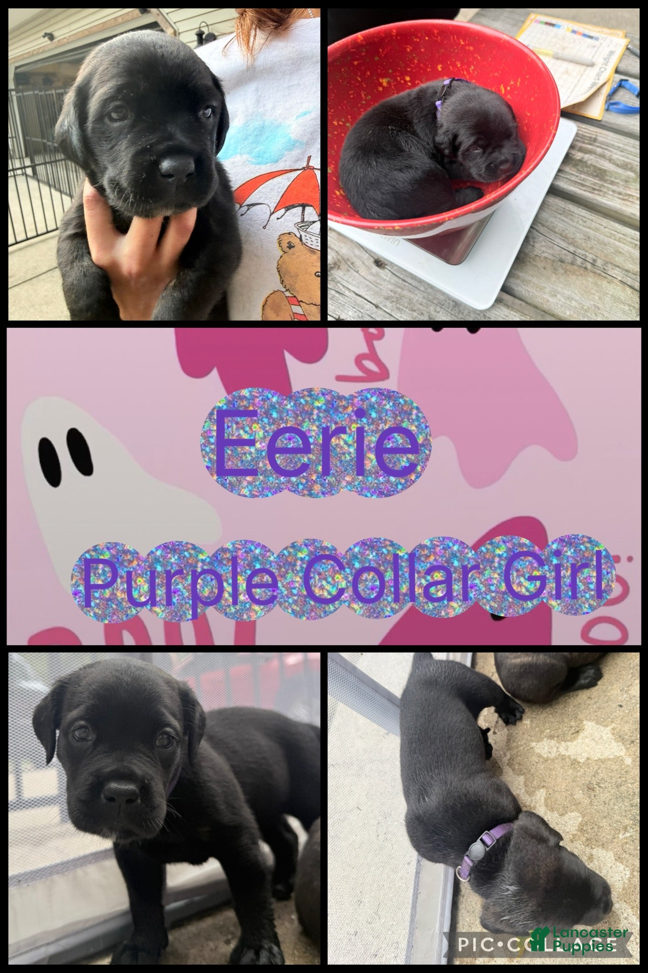 Cane Corso dogs Eerie - Ad 33
