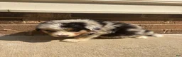 Mixed Breed dogs for sale: Blue Merle 3 - Ad 3