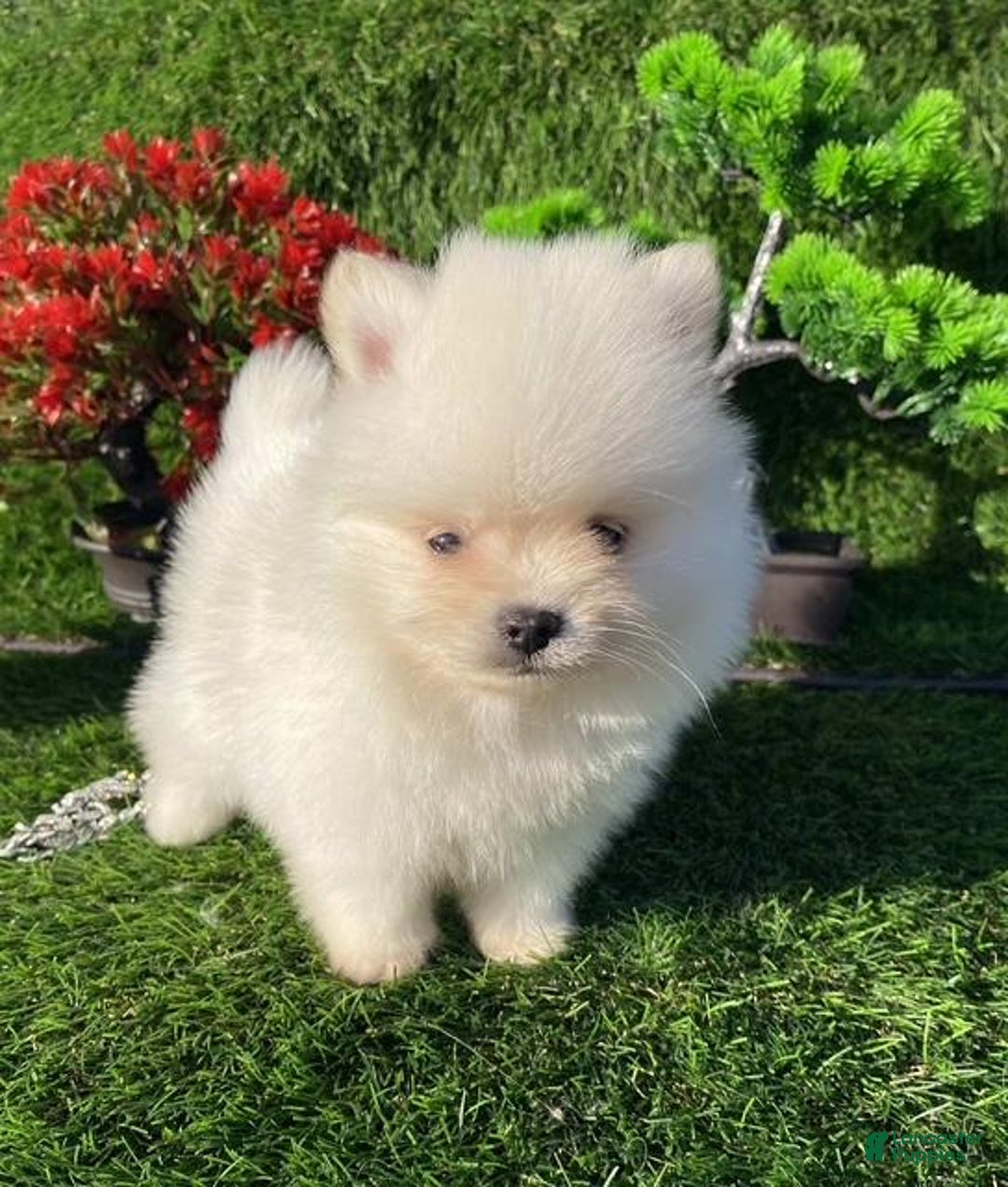 Pomeranian dogs for sale: Teacup/pocketbook Pomeranian Puppy Hand delivery - Ad 2