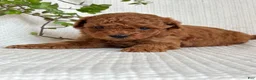 Mini Goldendoodle dogs for sale: Mini Goldendoodle 1 - Ad 6