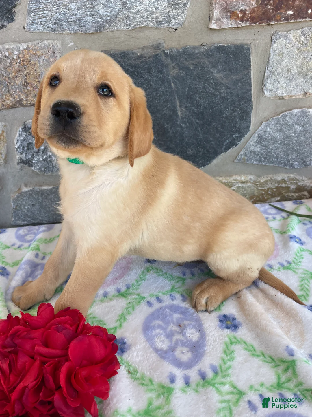 Labrador Retriever dogs for sale: Cooper - Ad 4