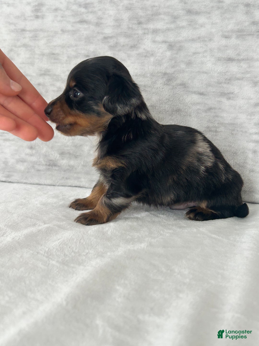 Miniature Dachshund dogs for sale: Wynston the Miniature Dachshund. - Ad 2