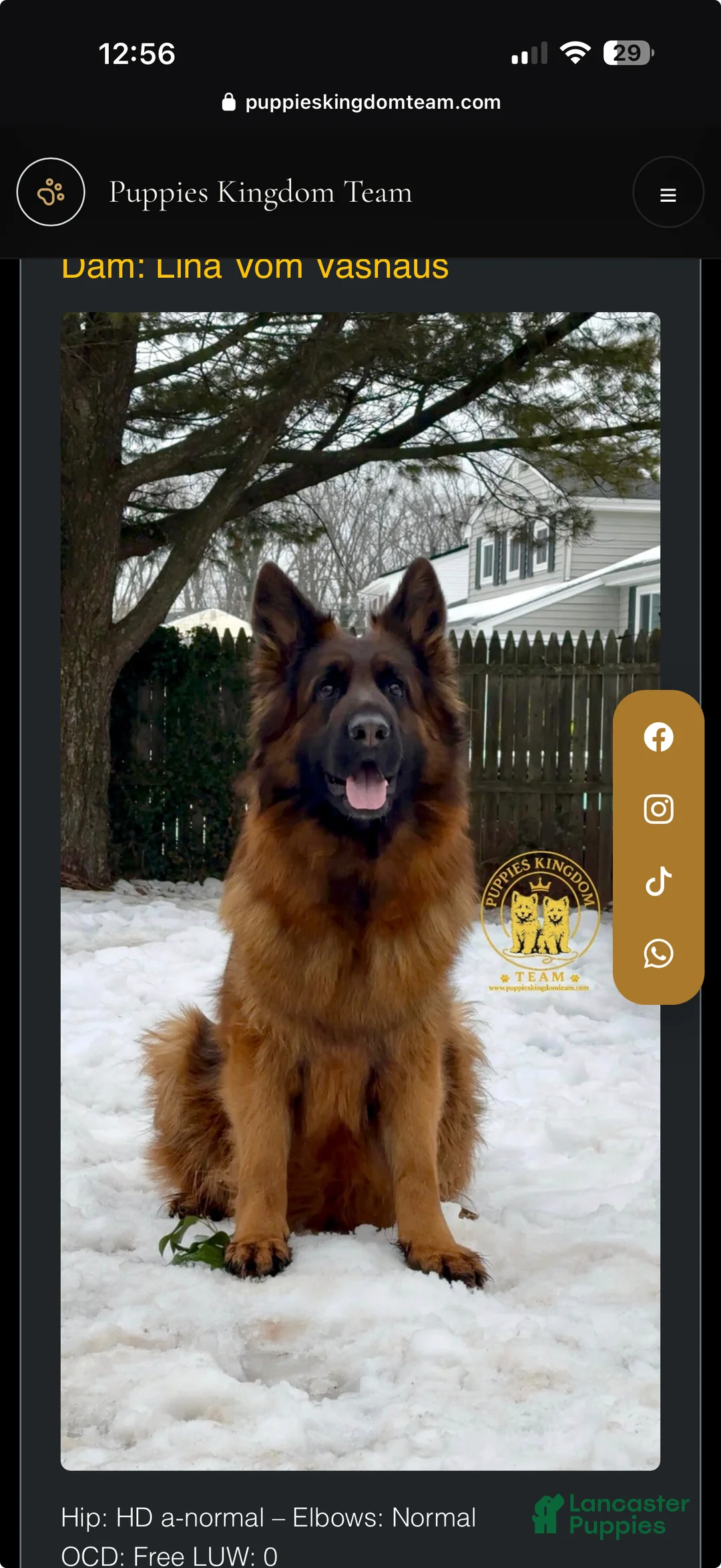 German Shepherd dogs for sale:  Luna - Ad 5