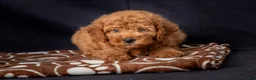 Mini Goldendoodle dogs for sale: Lucas - Ad 7