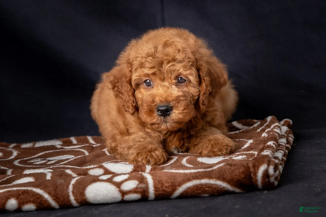 Mini Goldendoodle dogs for sale: Lucas - Ad 7