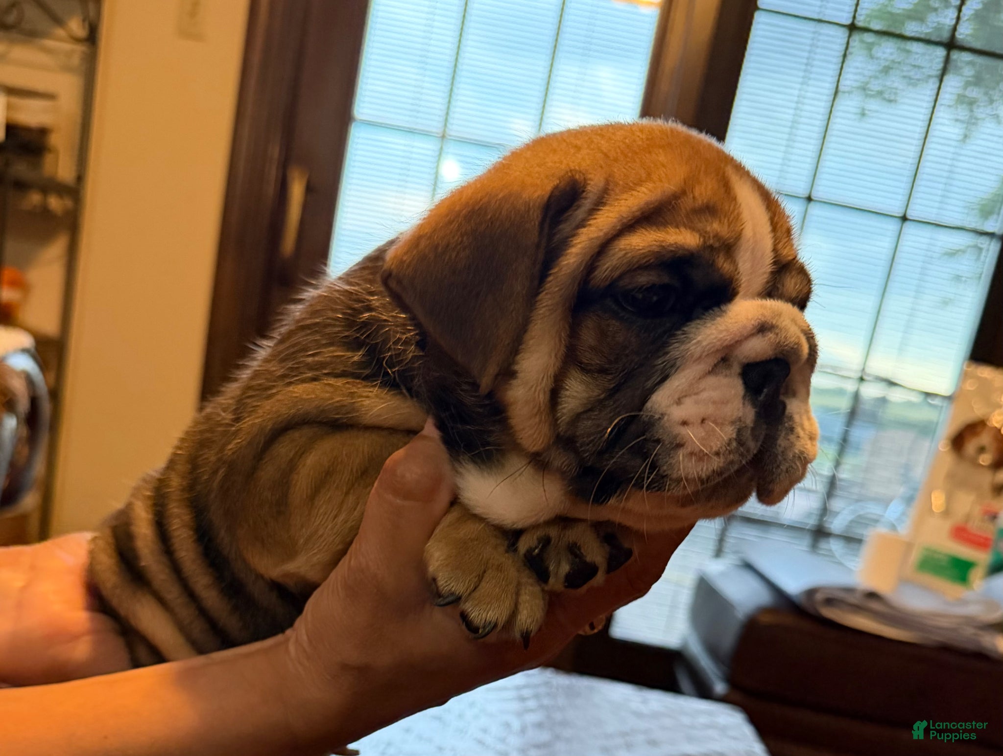 English Bulldog dogs Puppy 5 - Ad 40