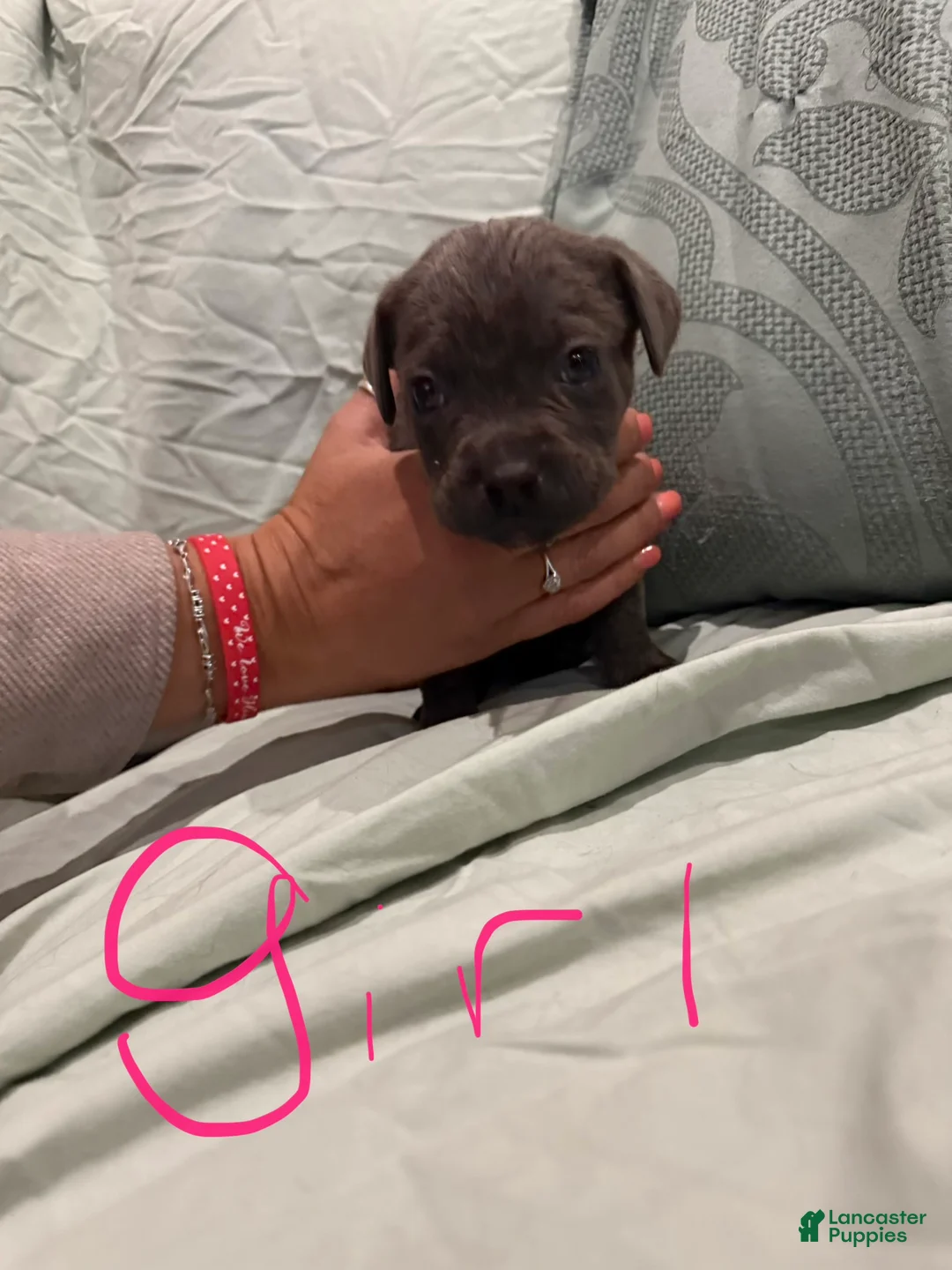 Cane Corso dogs for sale: Cane Corso Puppy 11 - Ad 1