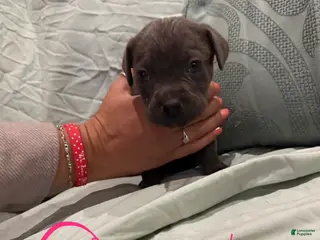 Cane Corso dogs Cane Corso Puppy 11 - Ad 37