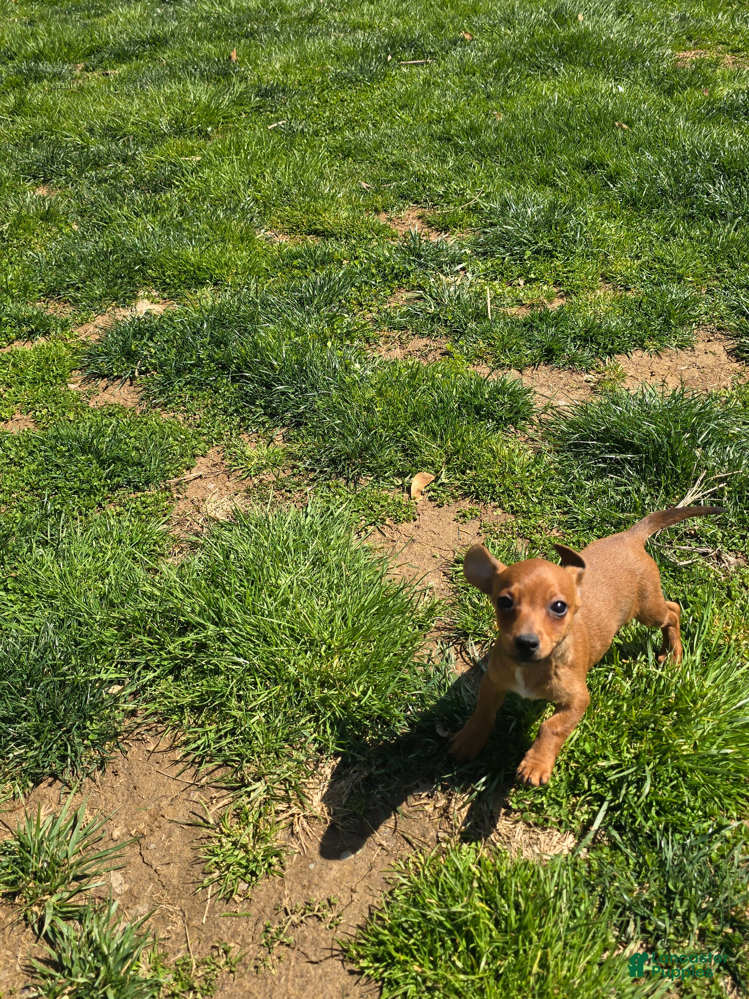 Miniature Dachshund dogs Muffin - Ad 2