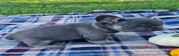 French Bulldog dogs for sale: Quentin  - Ad 2