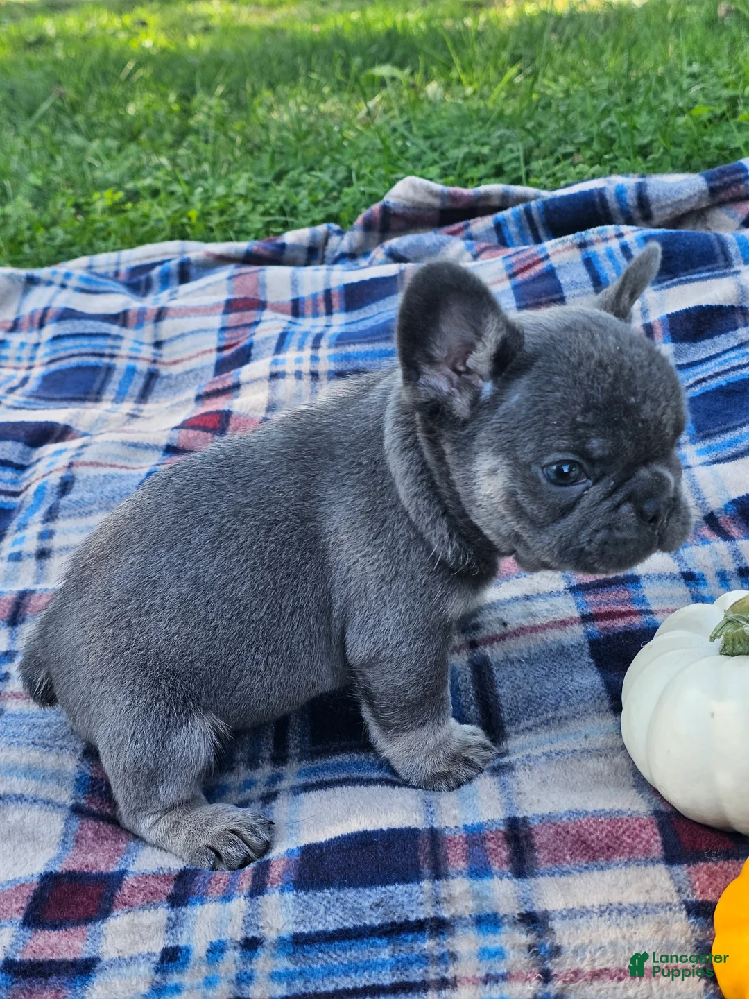 French Bulldog dogs for sale: Quentin  - Ad 2
